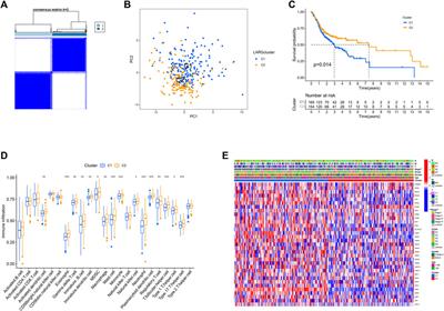 Integrative analysis of lysine acetylation-related genes and identification of a novel prognostic model for oral squamous cell carcinoma